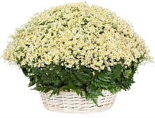 Цветочная композиция из Ромашки в корзине #REPLACE_PRED# Кардоникской